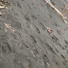寂しい砂浜