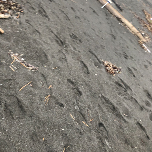 寂しい砂浜