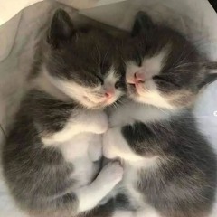 Tigre unreleased compilation