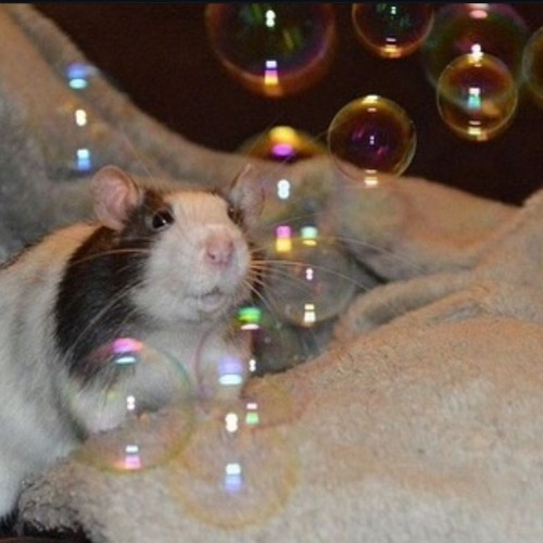 ٩(*❛⊰❛)～❤ Nightcore Hot to Go by Chappell Roan ✧♡(◕‿◕✿)