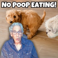 The Pet Show with Warren Eckstein 092124