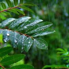 Rainforest Rain Sounds For Sleeping Or Studying (75 Minutes)