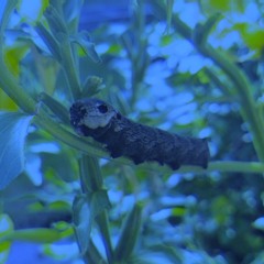 la la lectric la ...waiting for the gift of sound and vision