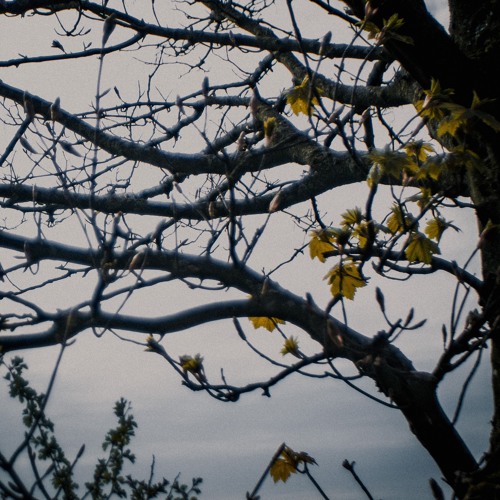 Head Bowed, Voice Quiet, In The Warm Wind