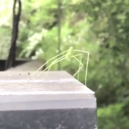 Stick Bug Song (Bee Swarm Simulator GET STICK BUGGED LOL)