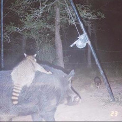 Kümmel — w/ Kevin Metzger