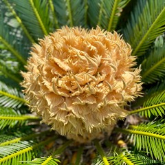 Nahn la Nafeal Dhalik