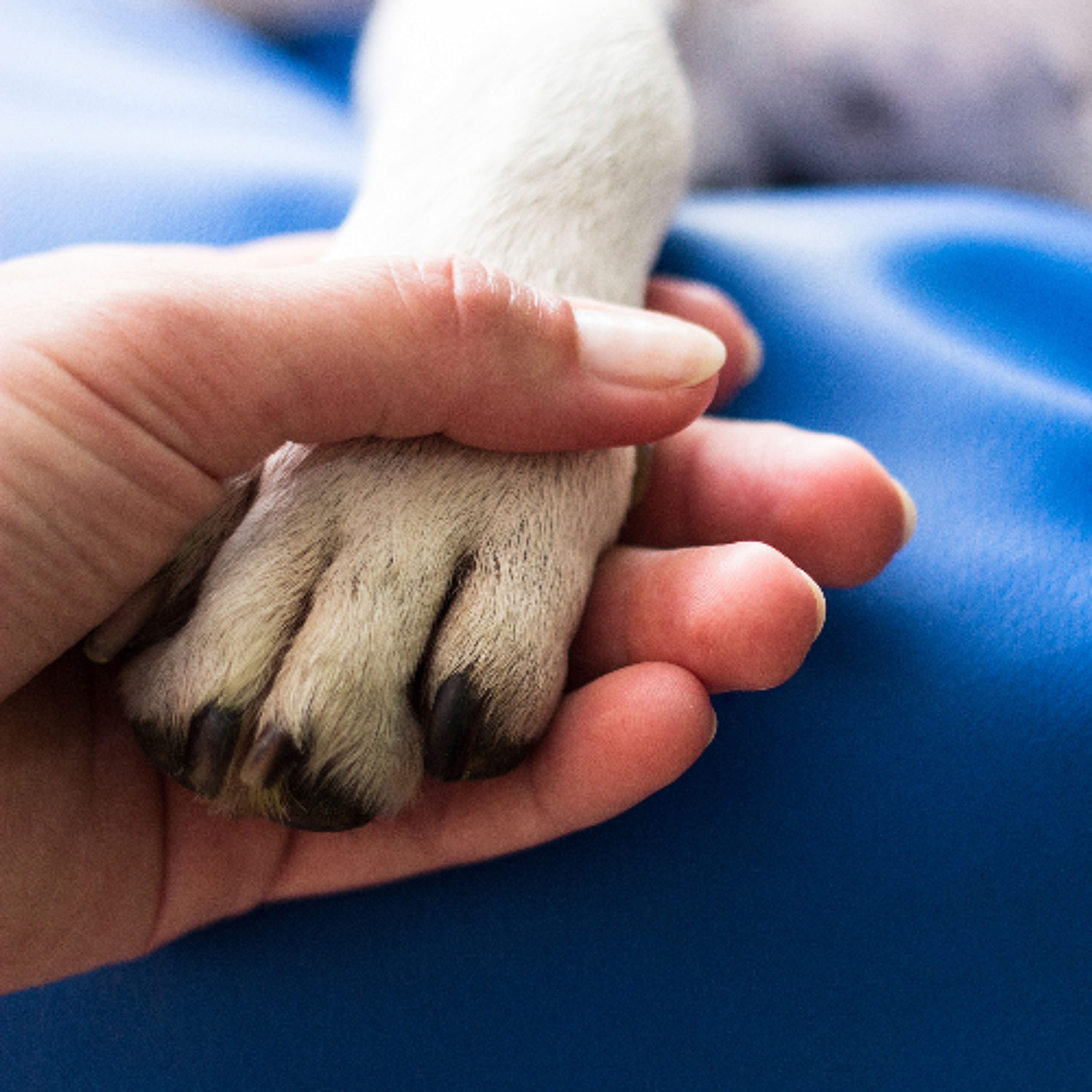 Episode #144 - Care of the Dog: The Paws-itive Impacts of Therapy Dogs episode artwork