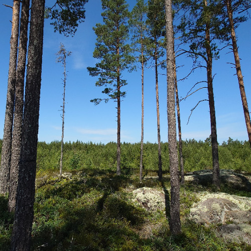 Break of dawn with nightjars