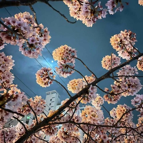 Stream 벚꽃은 지는데 (Prod.Daehan) by ONEZIN | Listen online for free on SoundCloud 벚꽃은 지는데 (Prod.Daehan)
