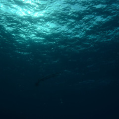 Into the Abyss Guided Journey