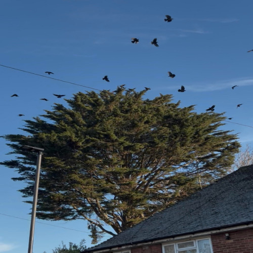 speechless (zoro & nyli)