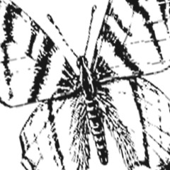 Jenesis