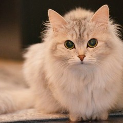 大日本ボカロ帝国 - スピりCATS (7_7 bootleg)