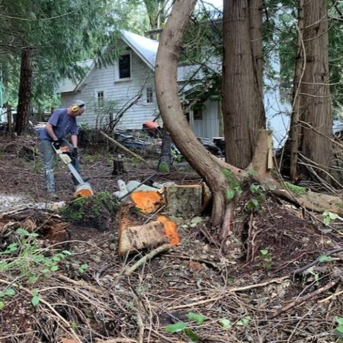 Stream cktz news demand for basic chainsaw training comes from