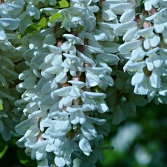 아카시아(Acacia) Original