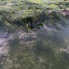 Alderaan(Jakob Jung )