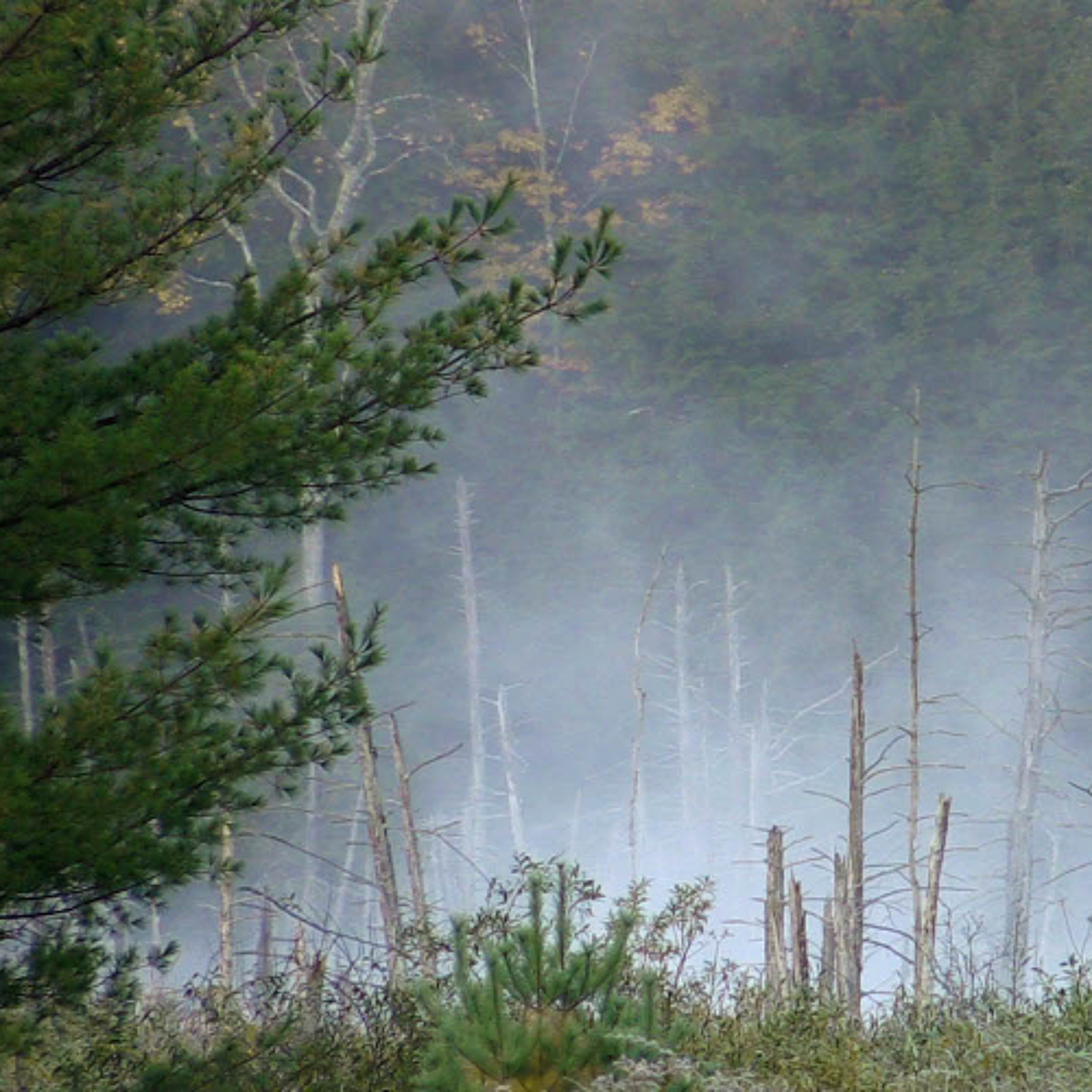 Music of Nature Podcast