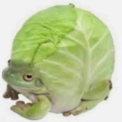 lettuce toad