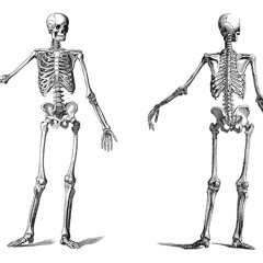 Jelly Pudding Pelvis or your feet can shake your whole skeleton
