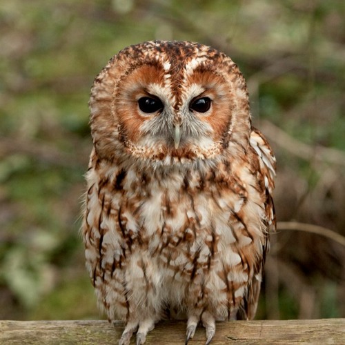 Owl tawny
