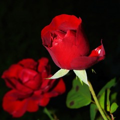 Happy Mothers Day