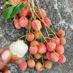 PLL - Truc De Ouf .mp3