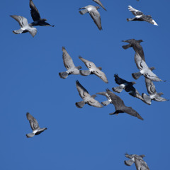 COM381 Soup - Assignment 8 - Wing It!