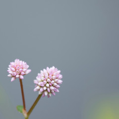 a shooting star