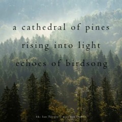 haiku #345: a cathedral of pines / rising into light / echoes of birdsong