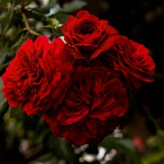 Bel - Ami - My Desire