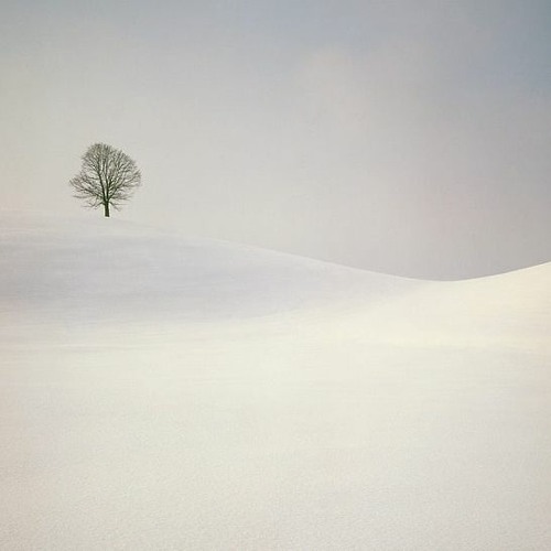 landscape With Tree