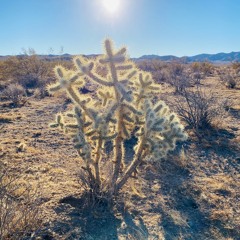 Mojave