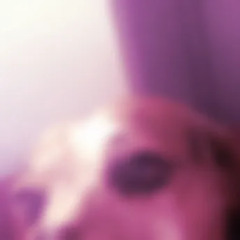 FAILEEZY - DOG