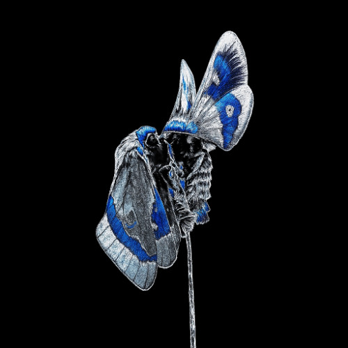 OZIN X Suto - AUTOMATIC