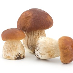 грiб0чки саша фр1ст4йллл