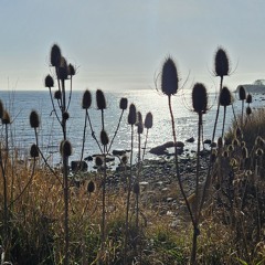 Autumn Island Colours - 03.01.25, 18.28.m4a