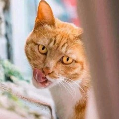 SỢ PHẢI KẾT THÚC - NHẬT PHONG x VU KEM REMIX DEEP VERSION.mp3