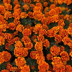 Inhale Lo Fi Exhale Bad Vibes(prod by $AY10)