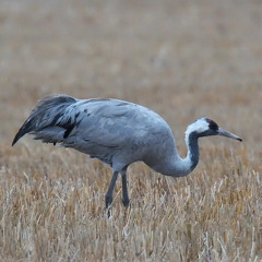 A Crane fanfare