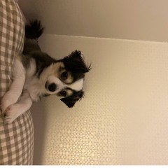 노노.. (cover)