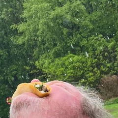 Raining Tacos