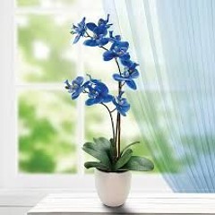 Orchids