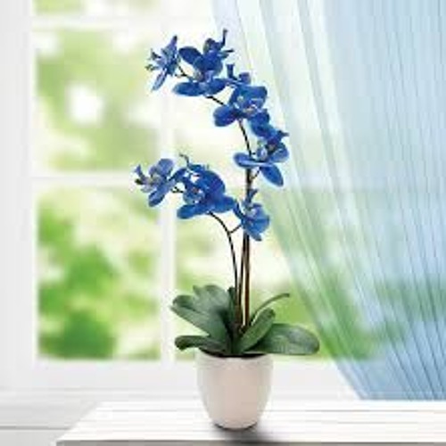 Orchids