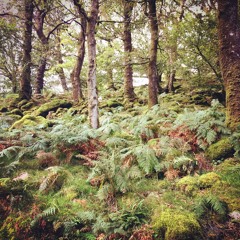 [NooLtd45] Alex Ketzer – Fern