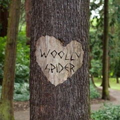 Wood - (demo) - Woollyspider