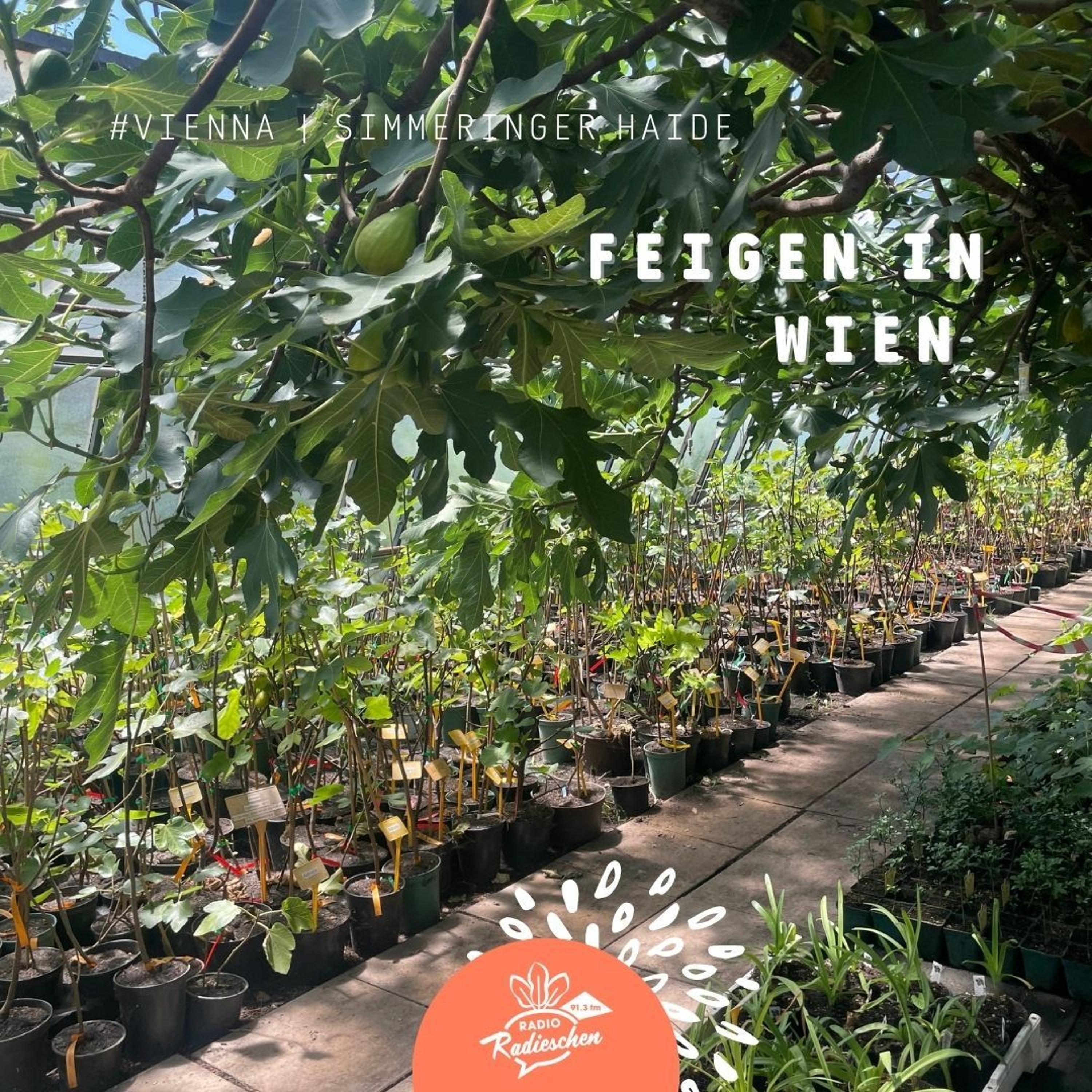 #Vienna: Feigen in Wien episode artwork