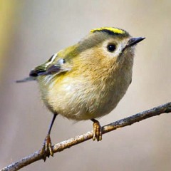 Goldcrest - Regulus Regulus