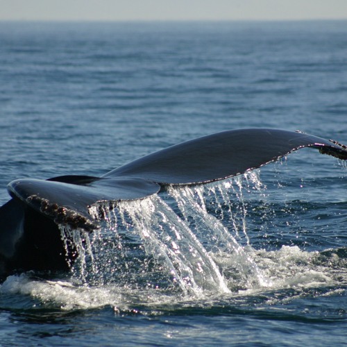 Real-time whale detections with Helen Bailey