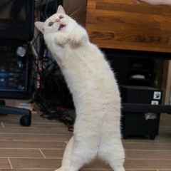 Whats The New Jam [roughcut]